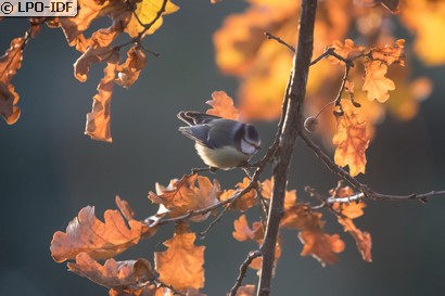 Mésange bleue