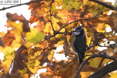Mésange bleue