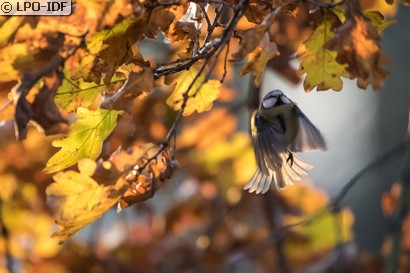 Mésange bleue