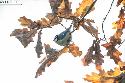 Mésange bleue