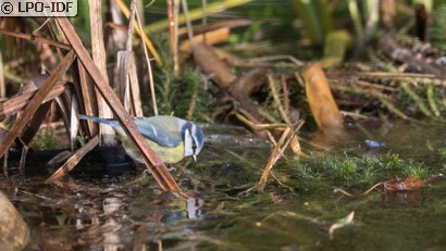 Mésange bleue