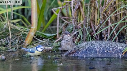 Mésange bleue