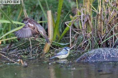 Mésange bleue