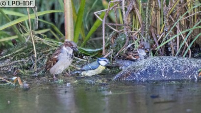 Mésange bleue
