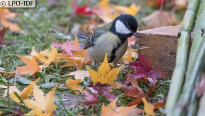 Mésange charbonnière