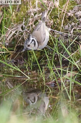 Mésange huppée