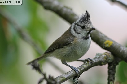 Mésange huppée