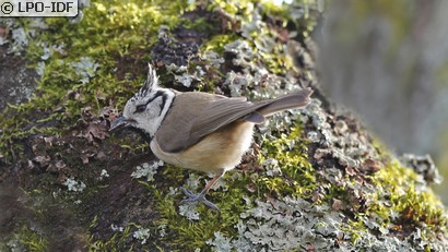 Mésange huppée