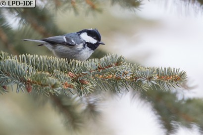 Mésange noire