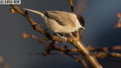 Mésange nonnette