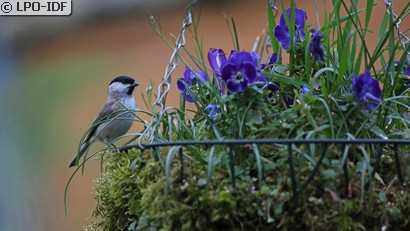 Mésange nonnette