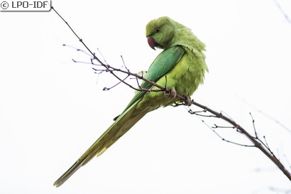 Perruche à collier