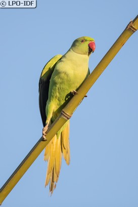 Perruche à collier