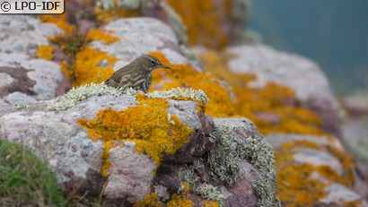 Pipit maritime