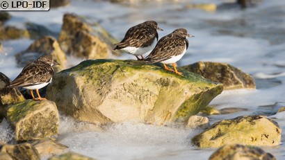 Tournepierre à collier