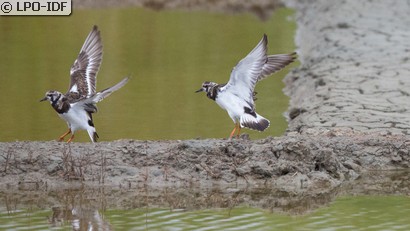 Tournepierre à collier