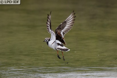Tournepierre à collier