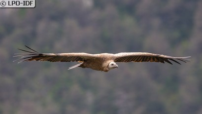 Vautour fauve