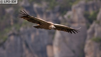 Vautour fauve