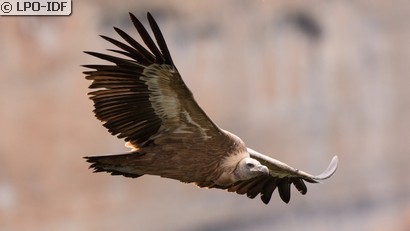 Vautour fauve