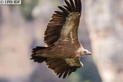 Vautour fauve