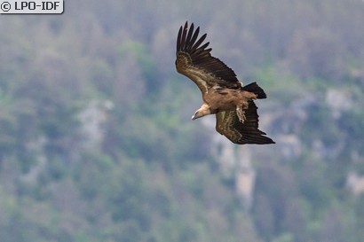 Vautour fauve