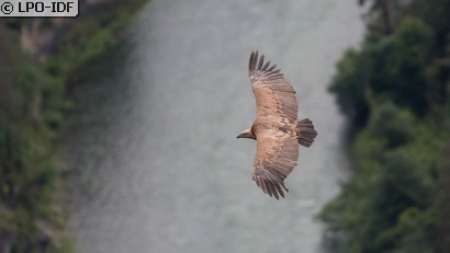 Vautour fauve