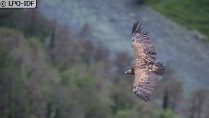 Vautour fauve