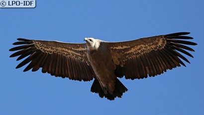 Vautour fauve