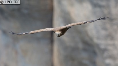 Vautour fauve