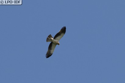 Aigle botté