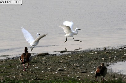 Aigrette garzette