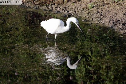 Aigrette garzette