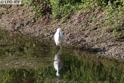 Aigrette garzette
