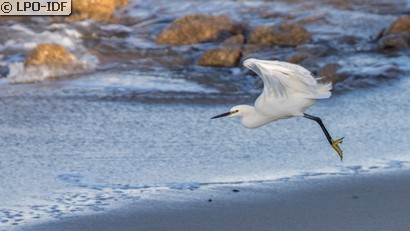 Aigrette garzette