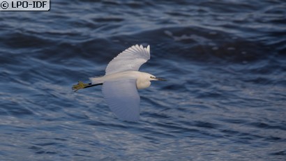 Aigrette garzette
