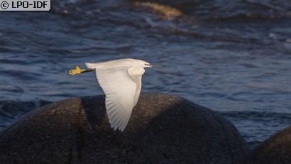 Aigrette garzette