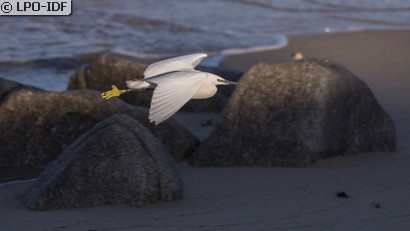 Aigrette garzette