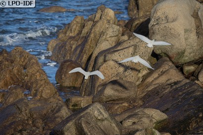 Aigrette garzette