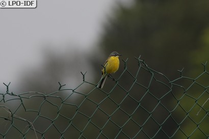 Bergeronnette printanière
