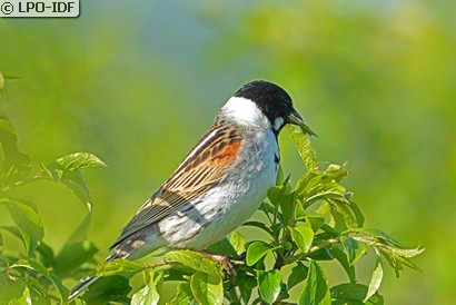 Bruant des roseaux