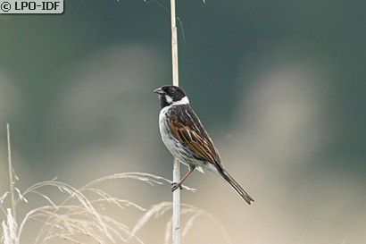 Bruant des roseaux