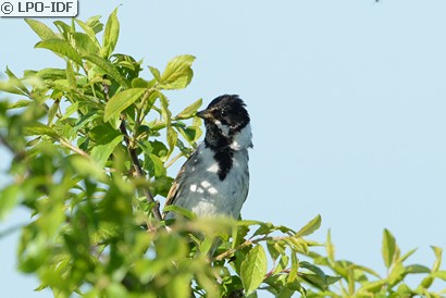 Bruant des roseaux