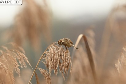 Bruant des roseaux