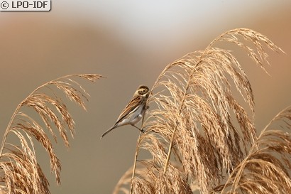 Bruant des roseaux