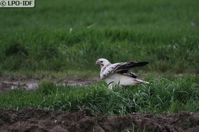 Buse variable
