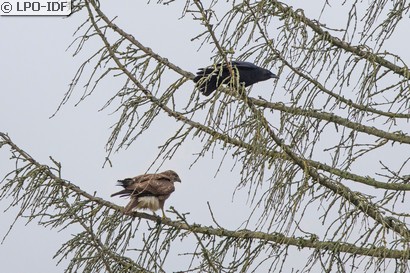 Buse variable