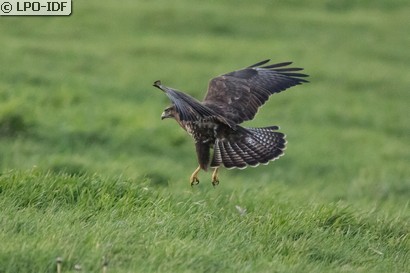 Buse variable