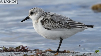 Bécasseau sanderling