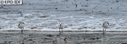 Bécasseau sanderling